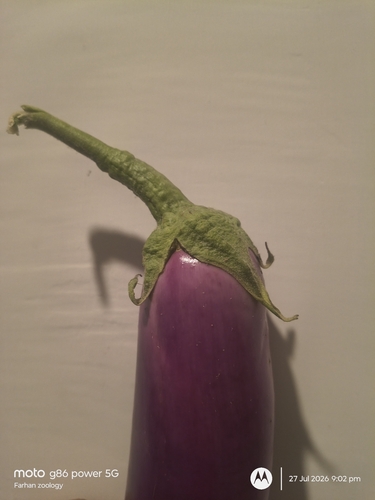 eggplant