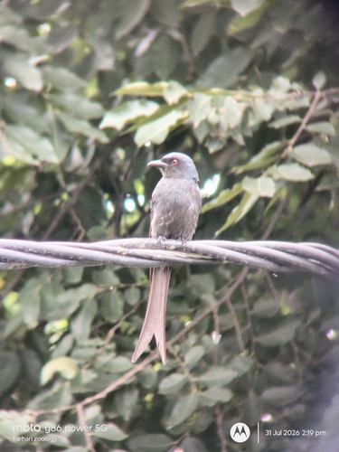 Ashy Drongo