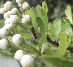 Rhagonycha lignosa