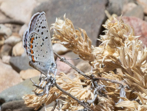 iNaturalist observation photo of Acmon Blue