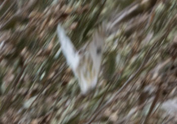 iNaturalist observation photo of Becker's White