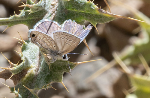iNaturalist observation photo of Ceraunus Blue