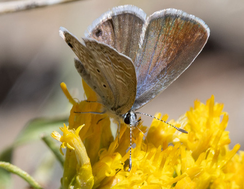 iNaturalist observation photo of Ceraunus Blue