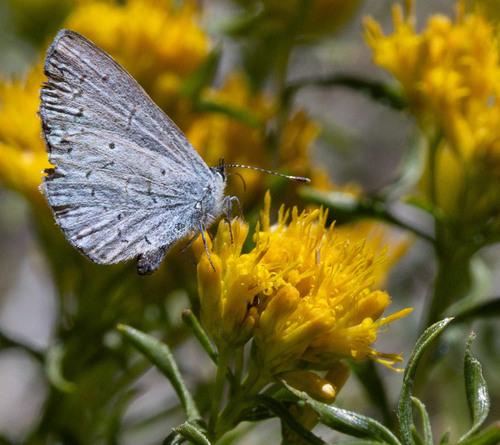 iNaturalist observation photo of Echo Azure