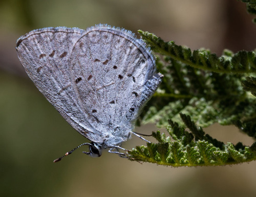 iNaturalist observation photo of Echo Azure