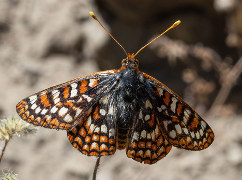 iNaturalist observation photo of Wheeler's Checkerspot