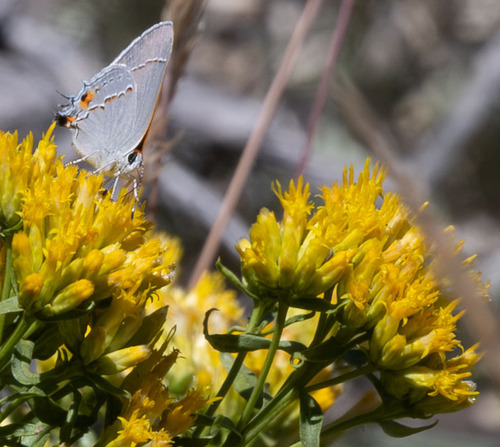 iNaturalist observation photo of Gray Hairstreak