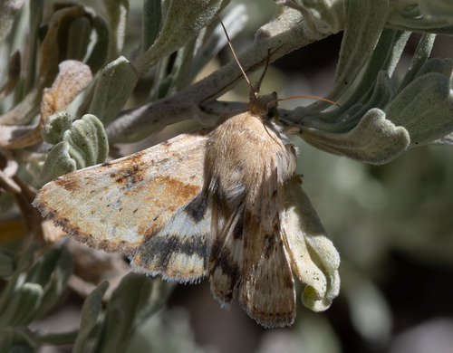iNaturalist observation photo of Darker-spotted Straw Moth