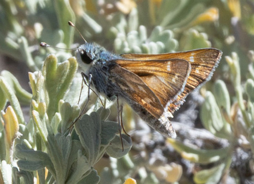 iNaturalist observation photo of Idaho Branded Skipper