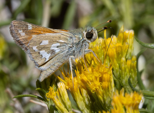iNaturalist observation photo of Idaho Branded Skipper