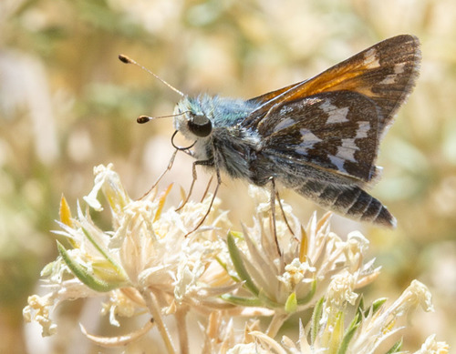 iNaturalist observation photo of Juba Skipper