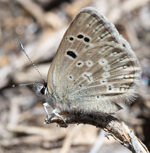 iNaturalist observation photo of Boisduval's Blue