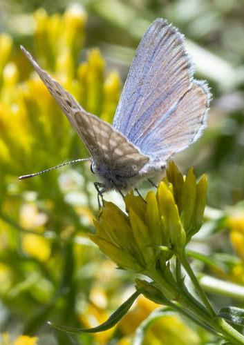 iNaturalist observation photo of Boisduval's Blue