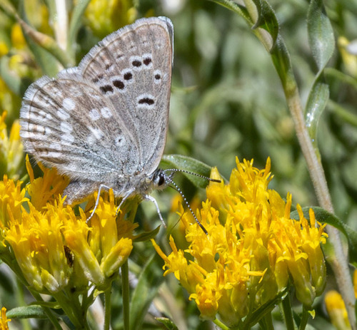 iNaturalist observation photo of Boisduval's Blue