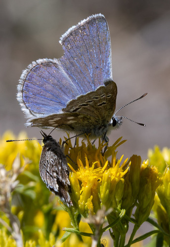 iNaturalist observation photo of Boisduval's Blue