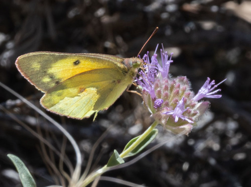 iNaturalist observation photo of Orange Sulphur