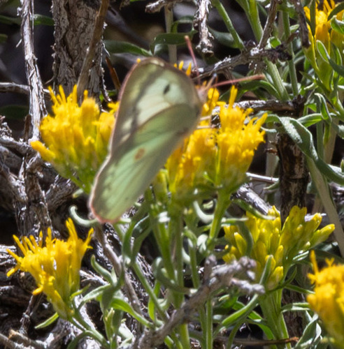 iNaturalist observation photo of Orange Sulphur