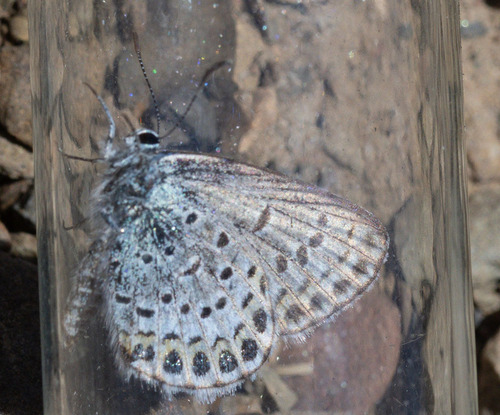 iNaturalist observation photo of Friday's Blue