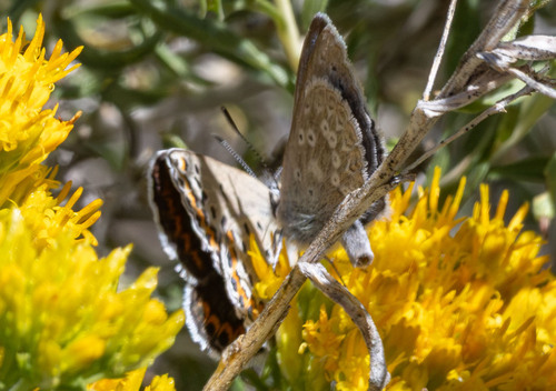 iNaturalist observation photo of Friday's Blue