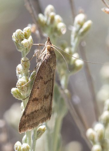 iNaturalist observation photo of Coyote-mint Pyrausta