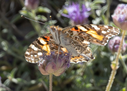 iNaturalist observation photo of Painted Lady