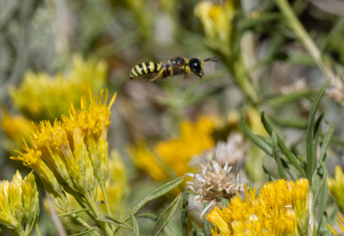 iNaturalist observation photo of Ants, Bees, and Stinging Wasps