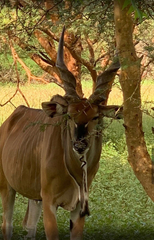Tragelaphus derbianus derbianus