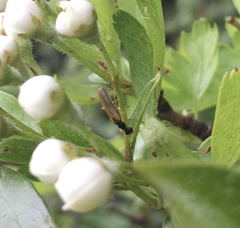 Rhagonycha lignosa