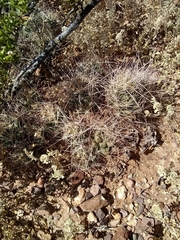 Coryphantha macromeris