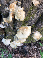 Pleurotus dryinus