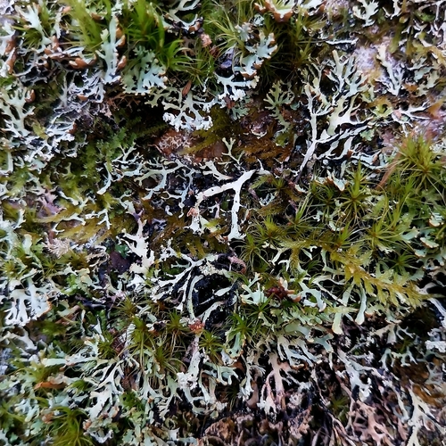 Hypogymnia vittata observed 2026-08-01