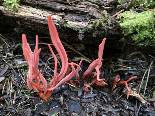 Clavulinopsis corallinorosacea