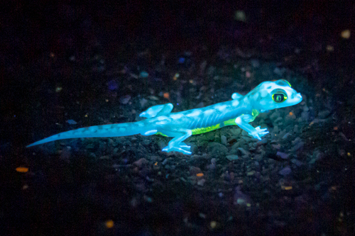 Namib Sand Gecko, Pachydactylus rangei
