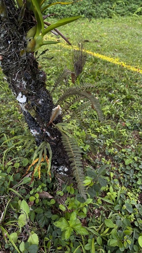 Pleopeltis hirsutissima, photograph 6