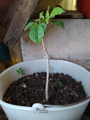 Magnoliopsida