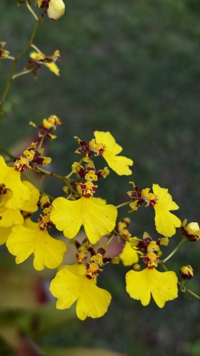 Gomesa flexuosa, 2026-07-29