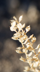 Alyssum simplex, photograph (c) Daughter Dad, some rights reserved (CC BY)
