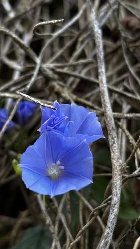 Jacquemontia pentanthos, photograph 2