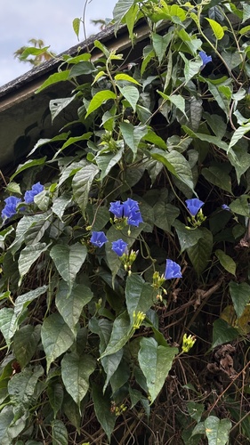 Jacquemontia pentanthos, photograph 3