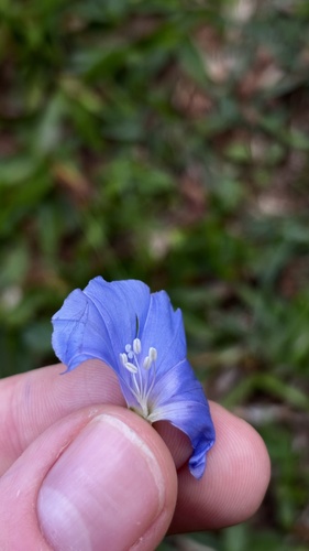 Jacquemontia pentanthos, photograph 4