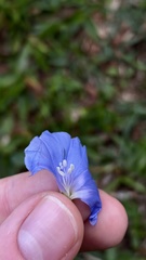 (c) Nicollas Michels, some rights reserved (CC BY-SA) Jacquemontia pentanthos, photograph (c) Nicollas Michels, some rights reserved (CC BY-SA)