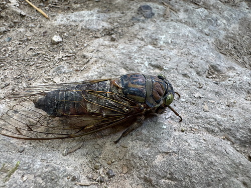Macrosemia pieli