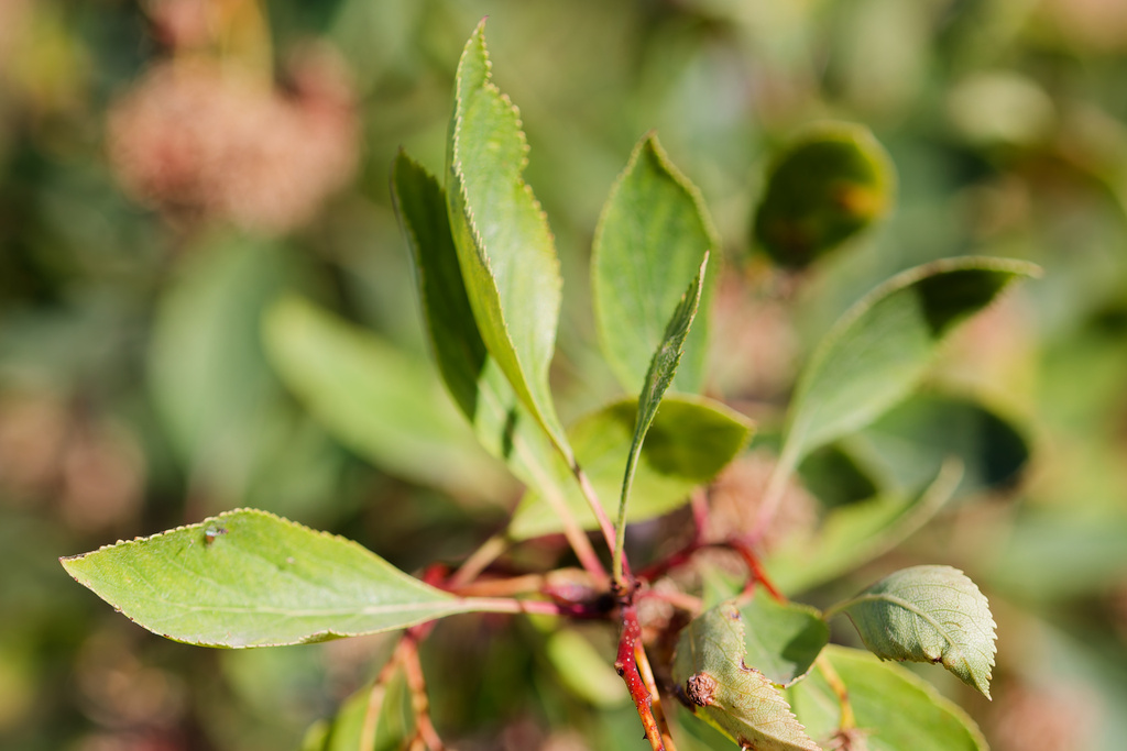 Crataegus rivularis; photograph (c) Daughter Dad, some rights reserved (CC BY)