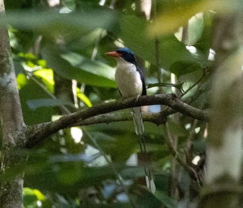 Common Paradise Kingfisher (Tanysiptera galatea), photo 2