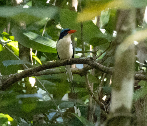 Common Paradise Kingfisher (Tanysiptera galatea), photo 1