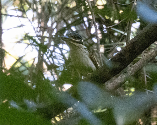 Hook-billed Kingfisher (Melidora macrorrhina), photo 1