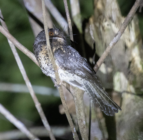 Wallace's Owlet-nightjar (Aegotheles wallacii)