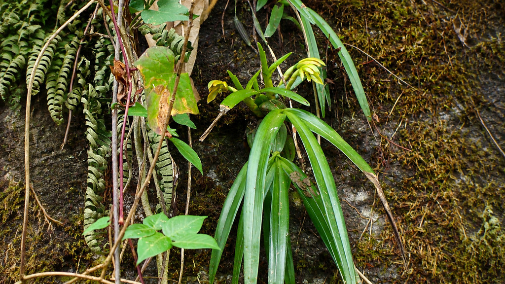 Maxillaria scorpioidea; photograph (c) Alexis López Hernández, some rights reserved (CC BY)