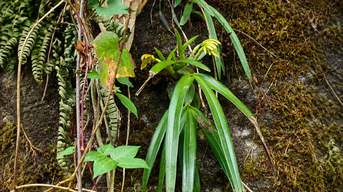 Maxillaria scorpioidea
