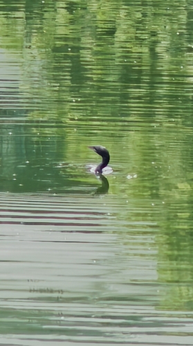 Little Cormorant